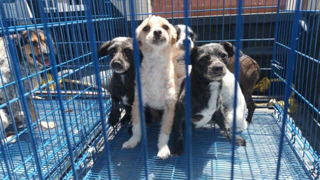 24dbadc0-0ae0-40fa-8037-4091901145f1