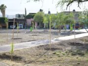 SUSY TORRECILLAS CONTINÚA CON ACCIONES DE REFORESTACIÓN EN PLAZAS DE COLONIAS DE LERDO