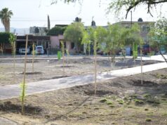 SUSY TORRECILLAS CONTINÚA CON ACCIONES DE REFORESTACIÓN EN PLAZAS DE COLONIAS DE LERDO