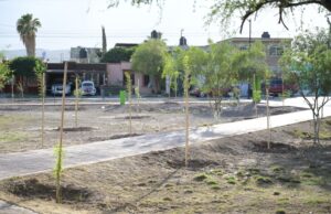 SUSY TORRECILLAS CONTINÚA CON ACCIONES DE REFORESTACIÓN EN PLAZAS DE COLONIAS DE LERDO