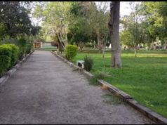 Benditas lluvias: reverdece bosque Venustiano Carranza de Torreón