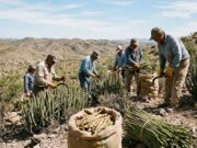 COMUNIDADES CANDELILLERASDEL DESIERTO DE COAHUILA